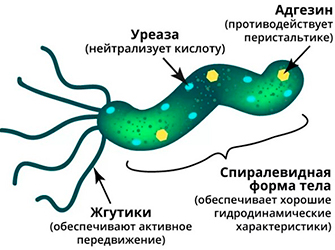 Дыхательный тест на Helicobacter pylori в Мытищах